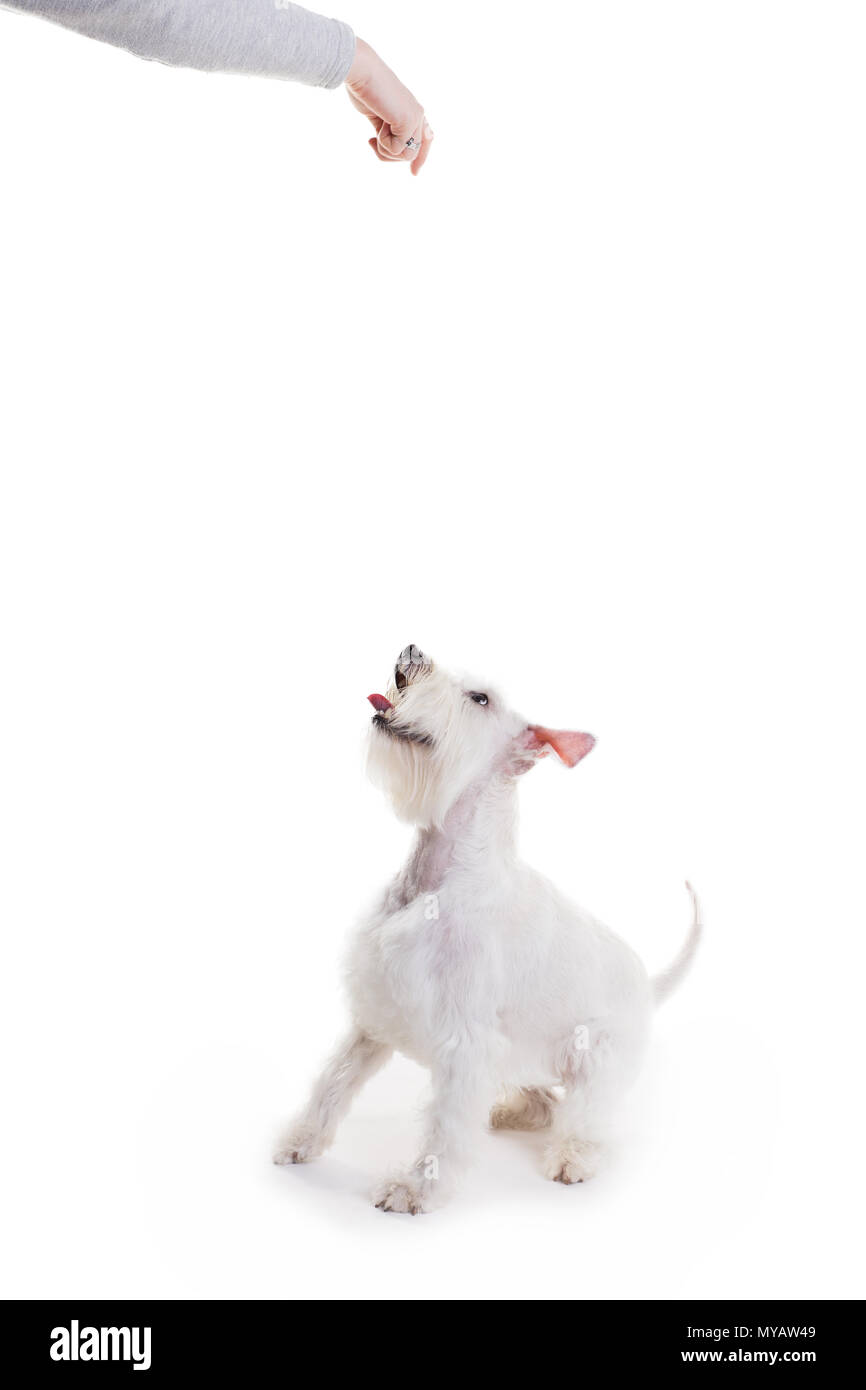 the dog jumps, trying to catch the food, on a white background in