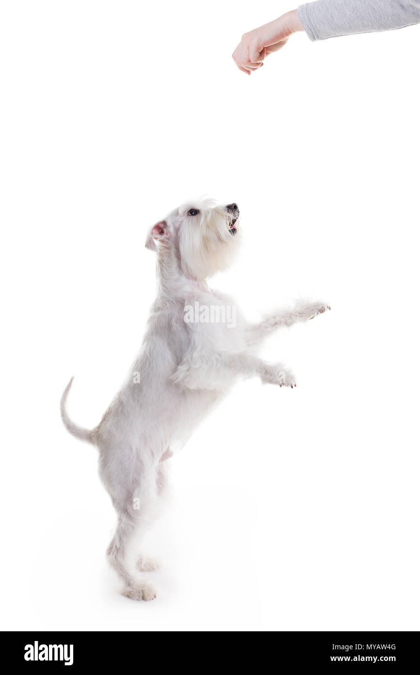 the dog jumps, trying to catch the food, on a white background in studio isolate Stock Photo Alamy