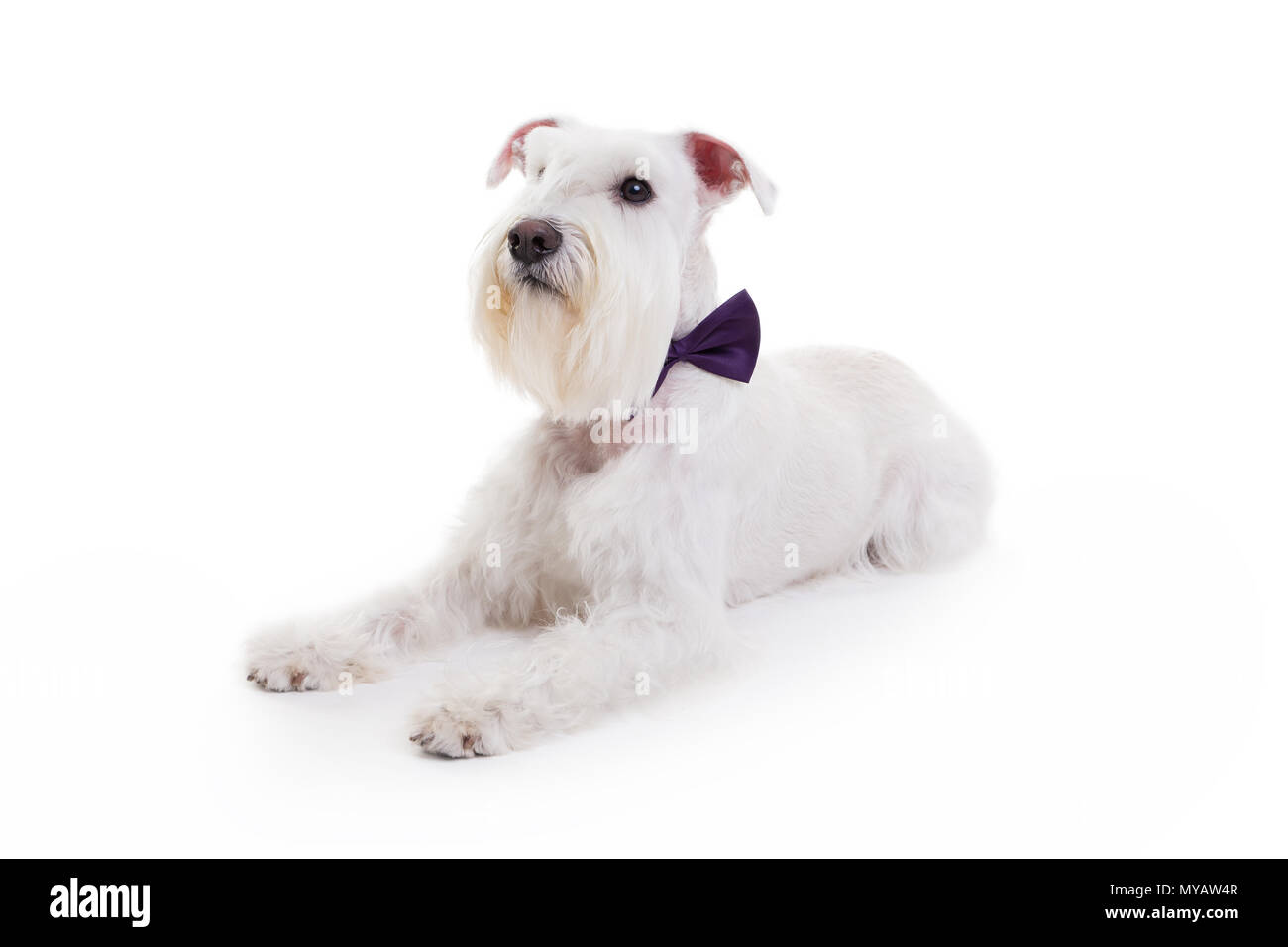 portrait of a miniature schnauzer on a white background in studio