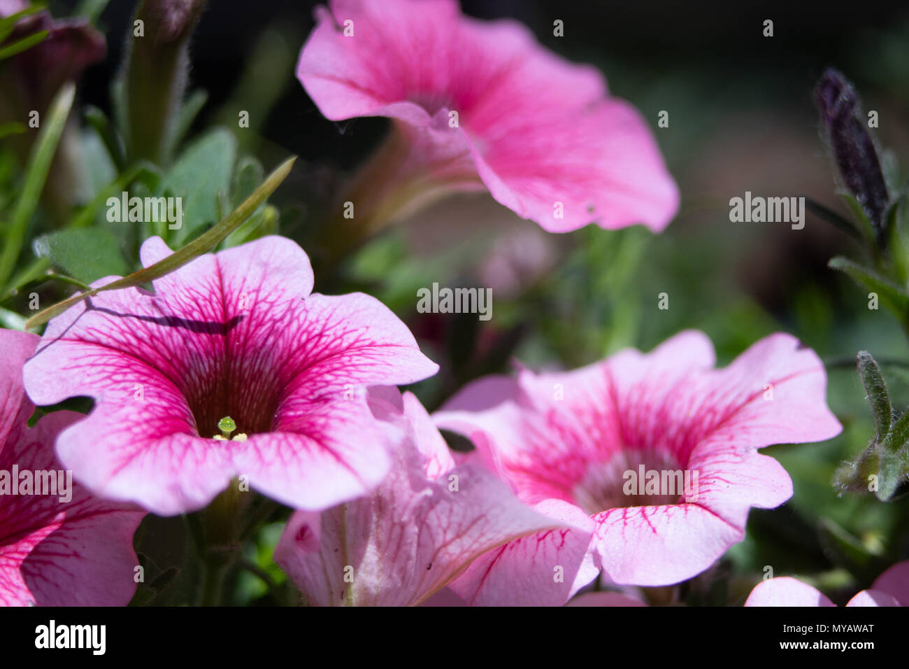 Lovely colorful flowers. Green lawn with flowers Stock Photo - Alamy