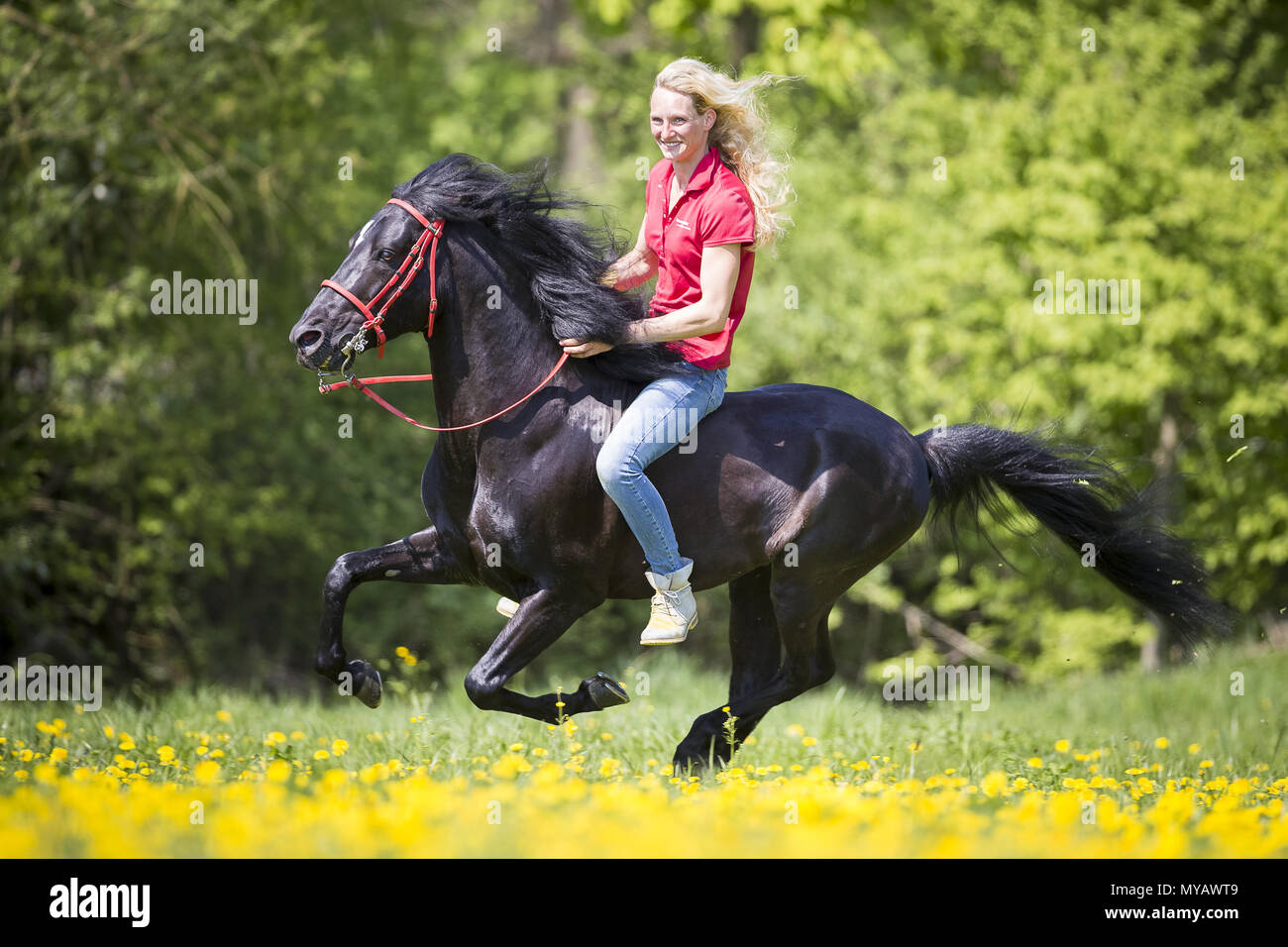 Paso Fino. Rider with black stallion galloping on a meadow. Germany Stock Photo