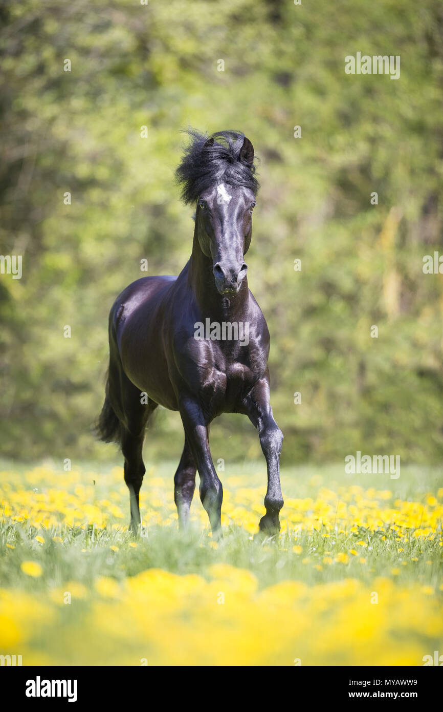 Paso Fino. Black stallion galloping on a meadow. Germany Stock Photo
