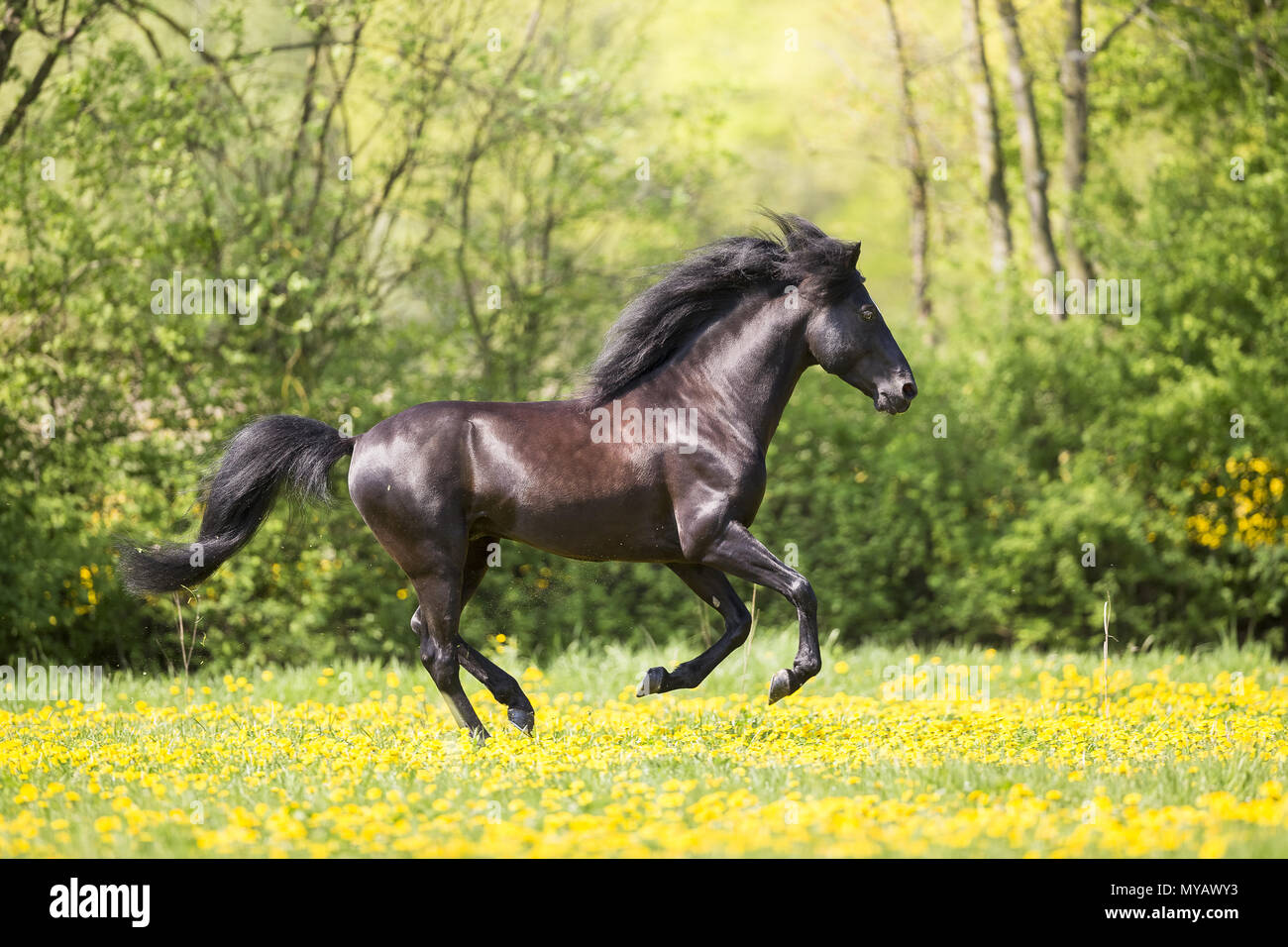 Paso Fino. Black stallion galloping on a meadow. Germany Stock Photo