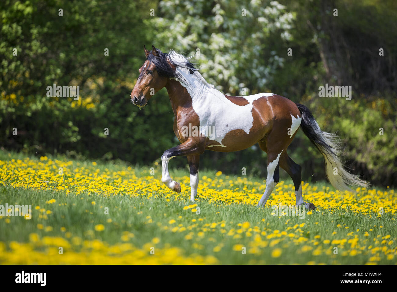 Paso Fino. Skewbald stallion walking at a toelt on a meadow. Germany Stock Photo