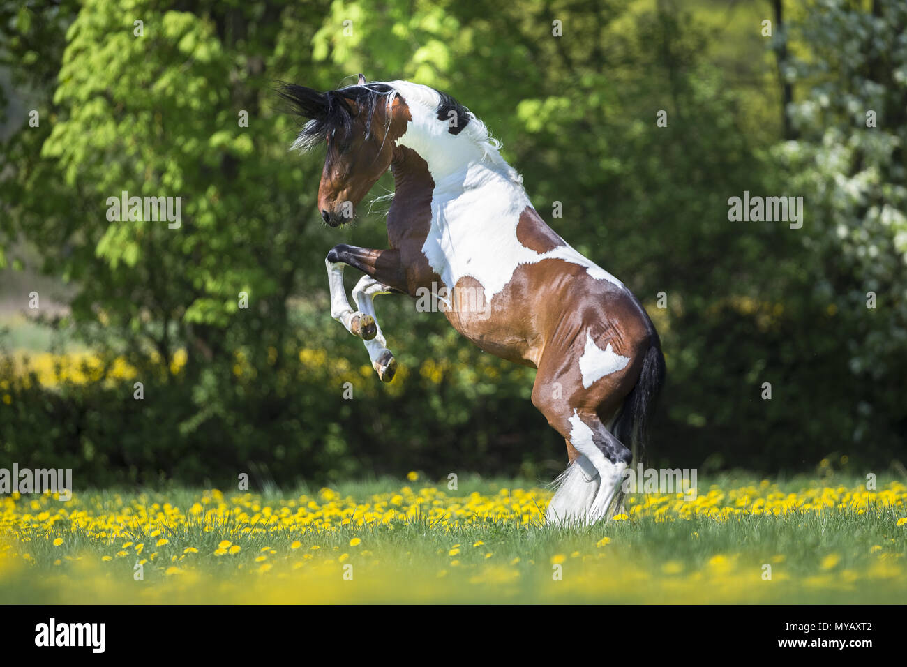 Paso Fino. Skewbald stallion rearing on a meadow. Germany Stock Photo