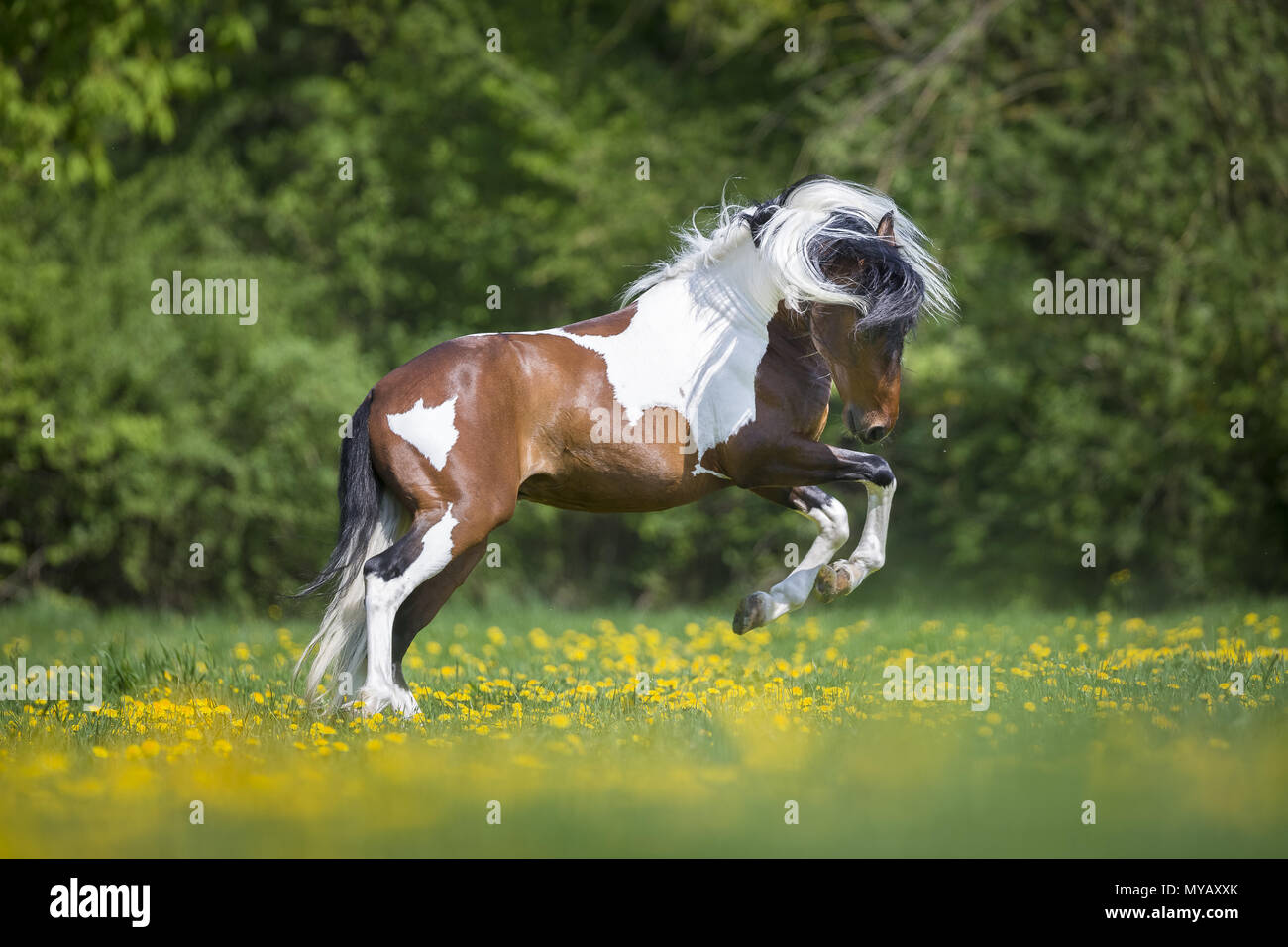 Paso Fino. Skewbald stallion bucking on a meadow. Germany Stock Photo