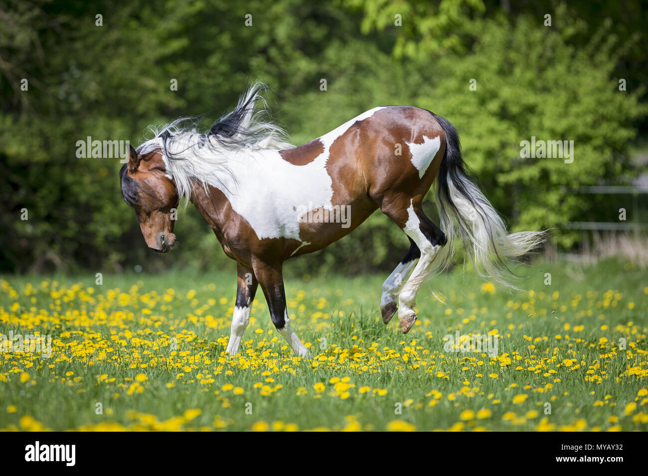 Paso Fino. Skewbald stallion kicking on a meadow. Germany Stock Photo