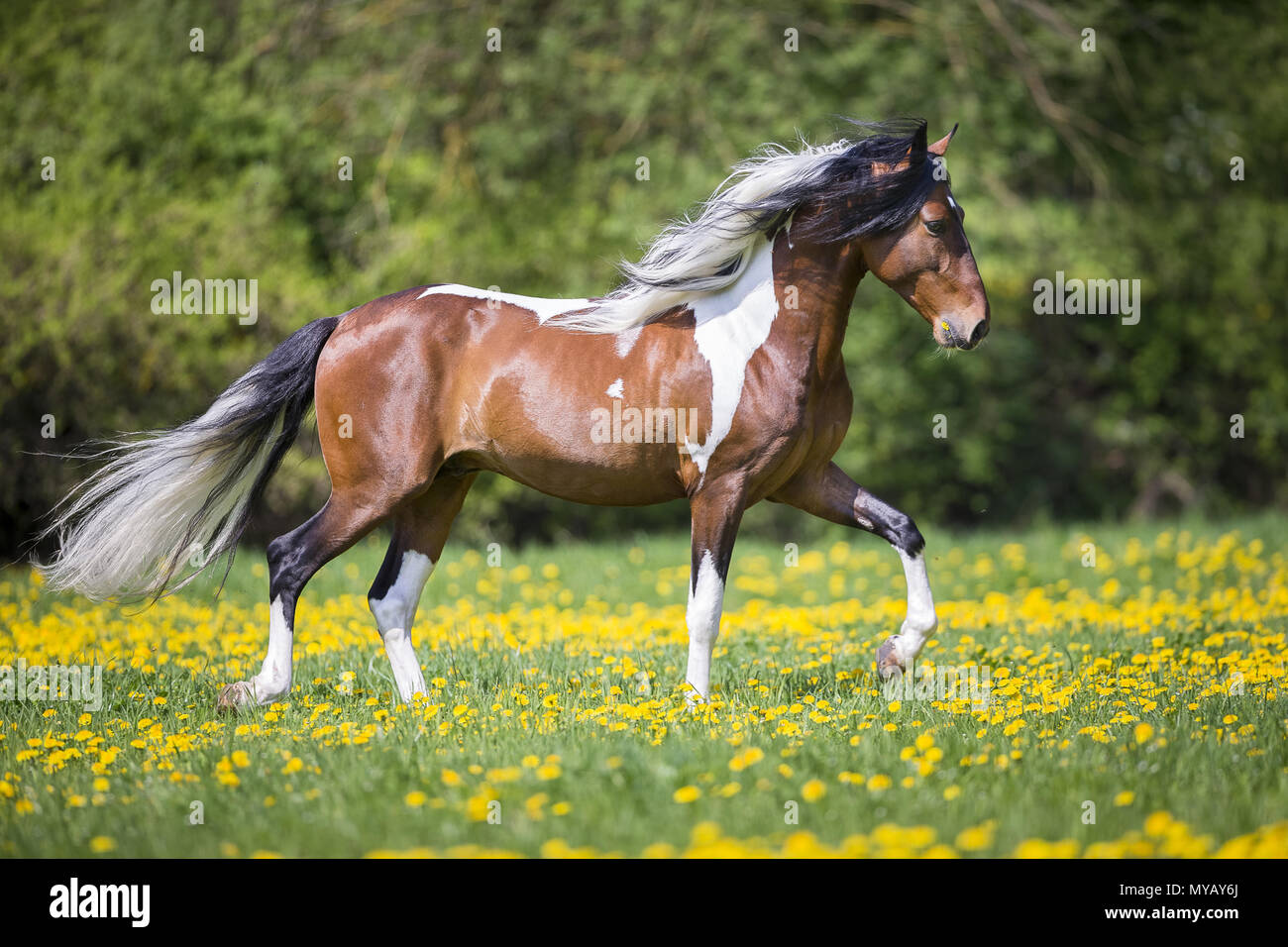 Paso Fino. Skewbald stallion walking at a toelt on a meadow. Germany Stock Photo