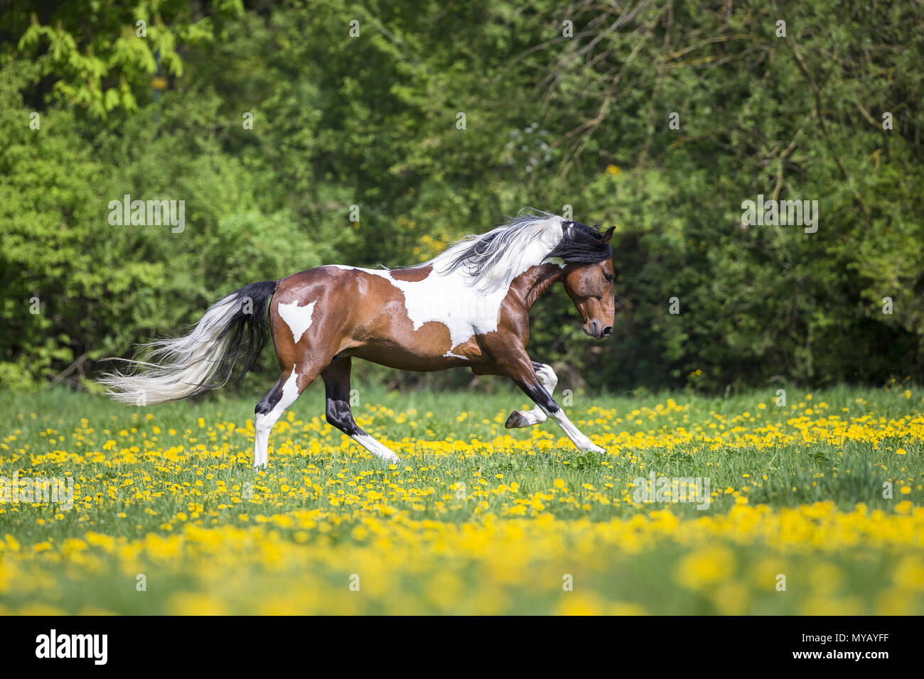 Paso Fino. Skewbald stallion galloping on a meadow. Germany Stock Photo