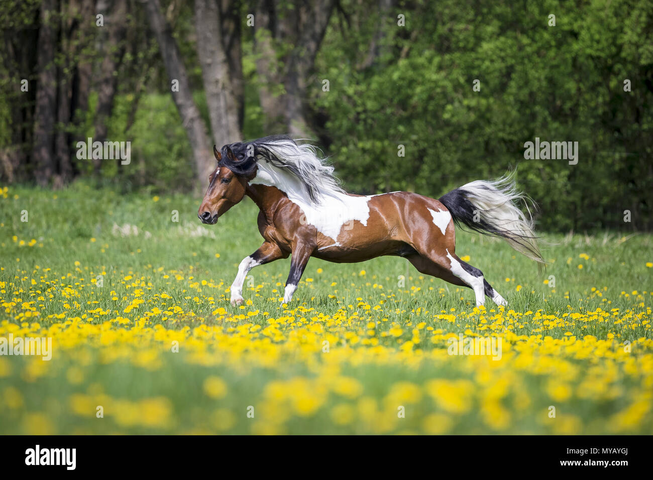 Paso Fino. Skewbald stallion galloping on a meadow. Germany Stock Photo