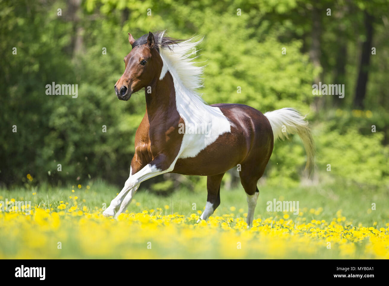 Paso Fino. Skewbald mare galloping on a meadow. Germany Stock Photo