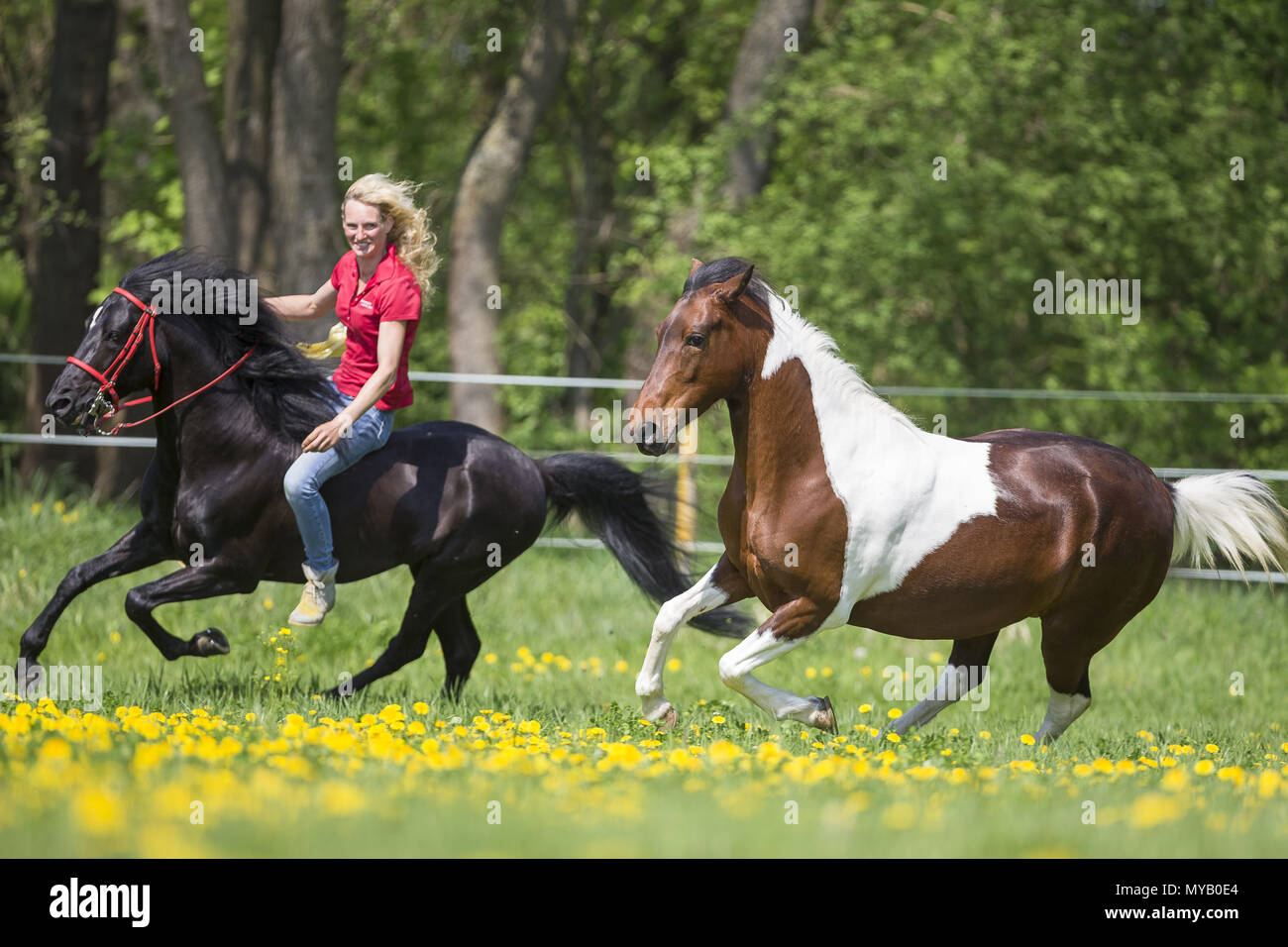 Paso Fino. Rider with black stallion galloping on a meadow next to a Pinto mare. Germany Stock Photo