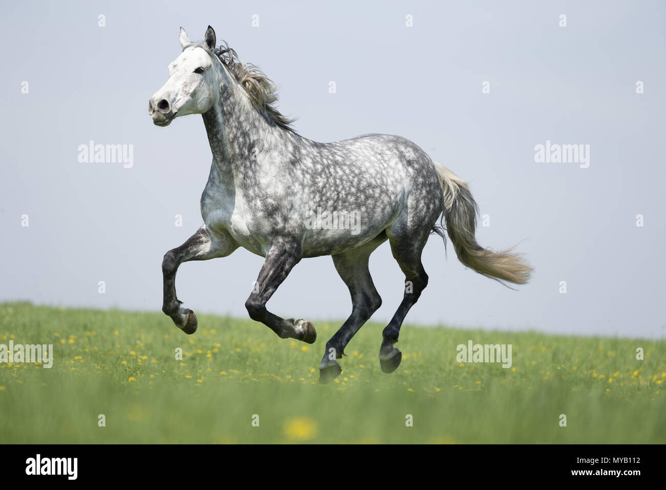 Dappled gray hi-res stock photography and images - Alamy