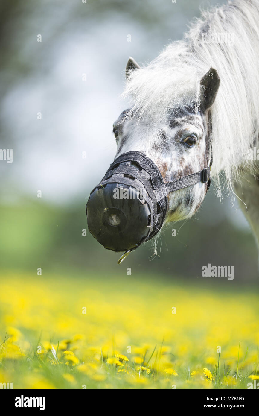 Shetland Pony. Leopard-spotted gelding on a meadow, wearing grazing muzzle. Germany Stock Photo