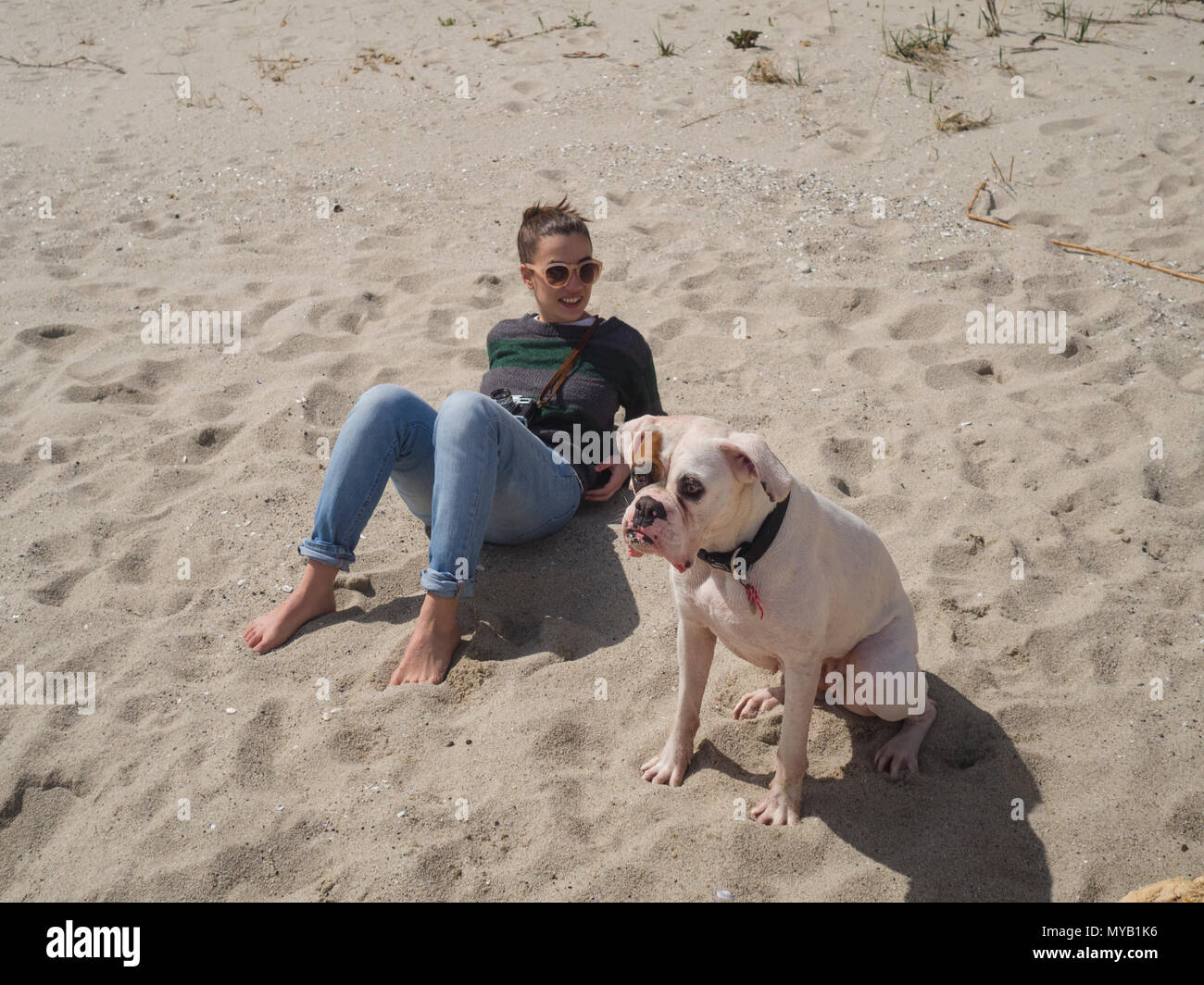 Portrait of a beautiful white boxer dog and its owner at the beach looking away from camera. Young woman sitting on the sand at the background Stock Photo
