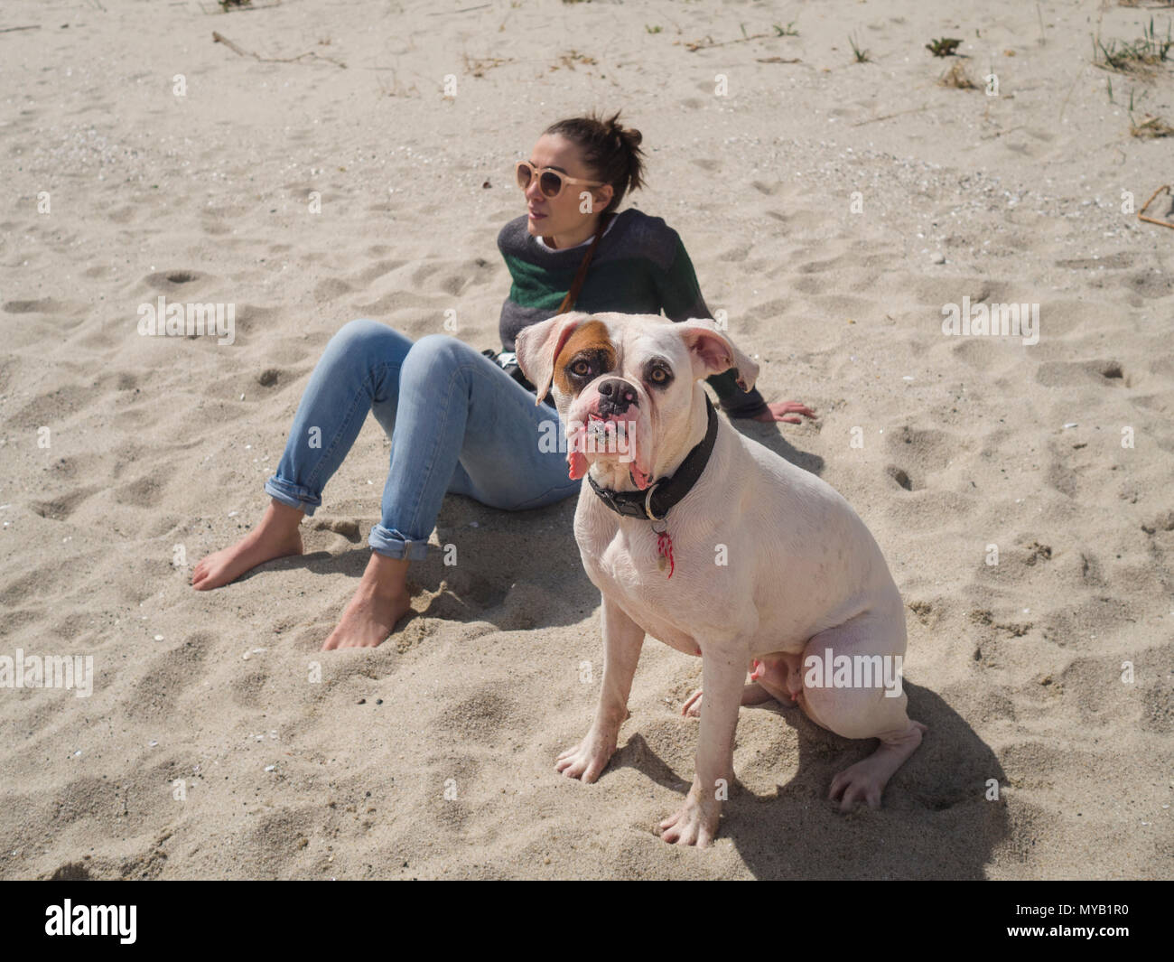 Portrait of a beautiful white boxer dog and its owner at the beach. Young woman sitting on the sand at the background Stock Photo