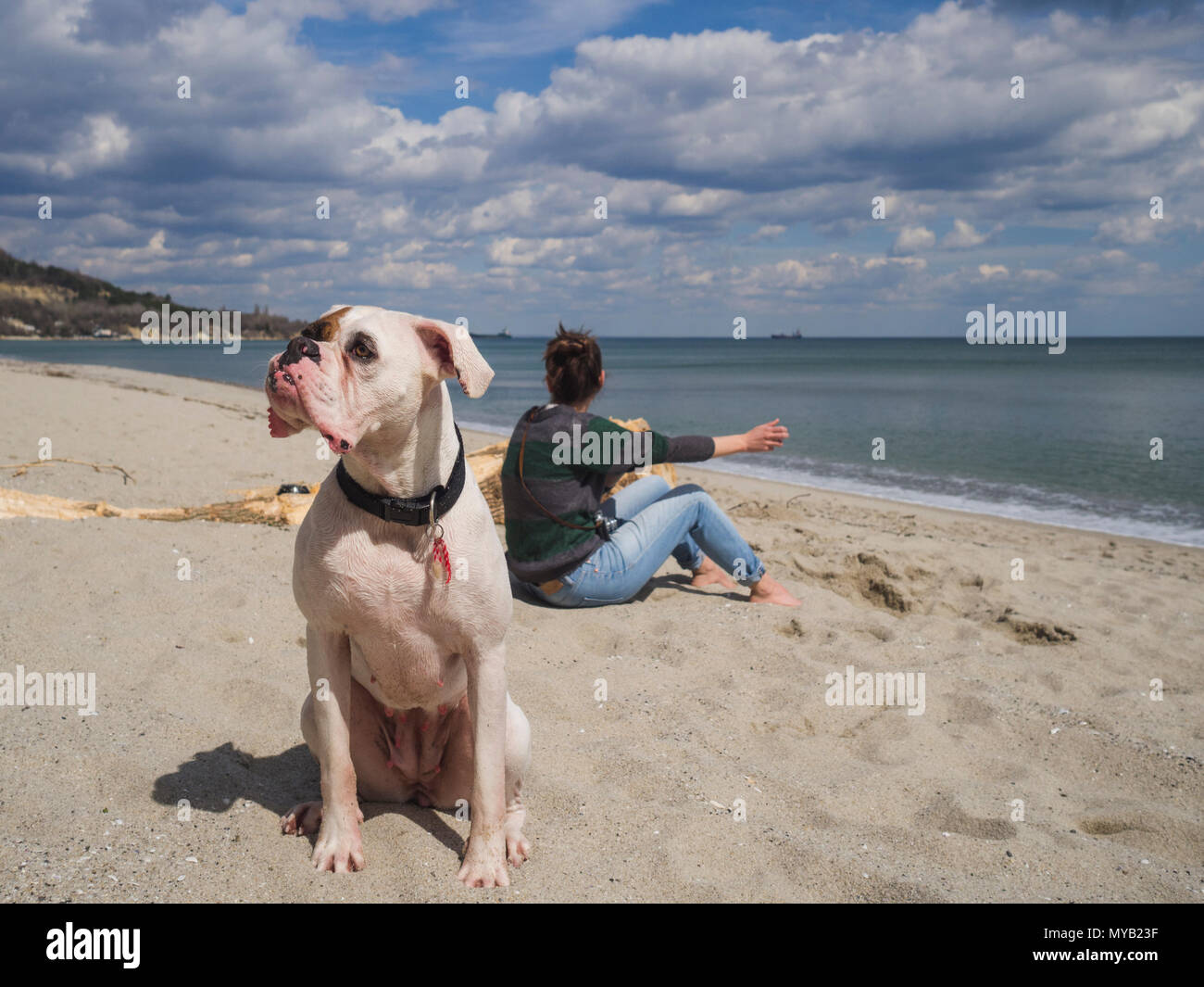 Portrait of a beautiful white boxer dog at the beach looking away from camera Stock Photo