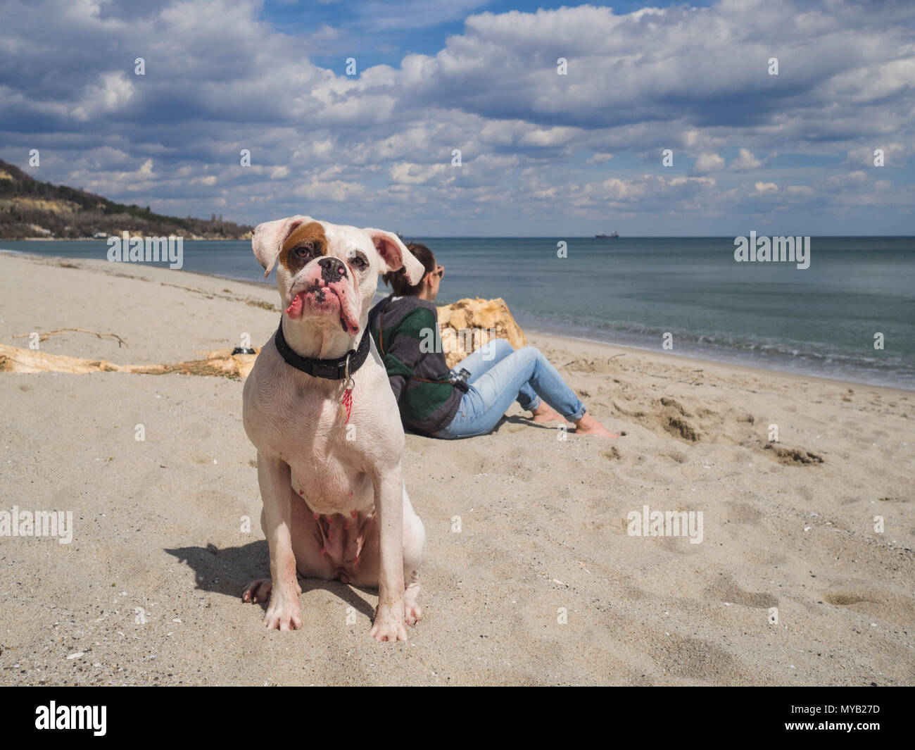 Portrait of a beautiful white boxer dog at the beach looking at camera Stock Photo