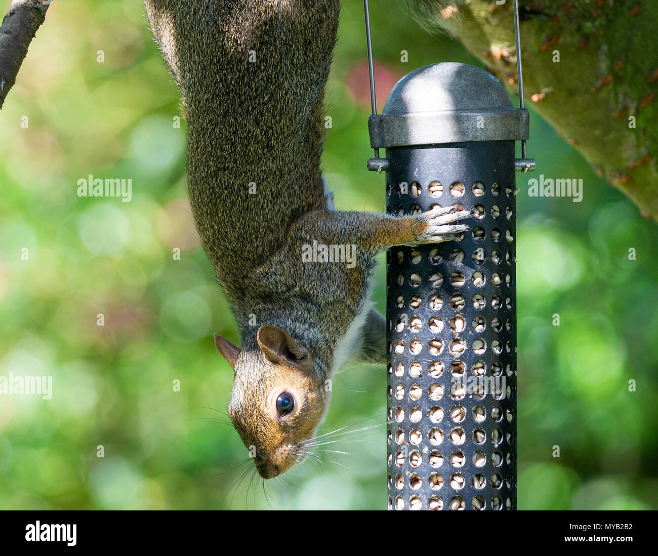 Grey Squirrel Clinging to a Bird Feeder Eating Sunflower Hearts Hanging