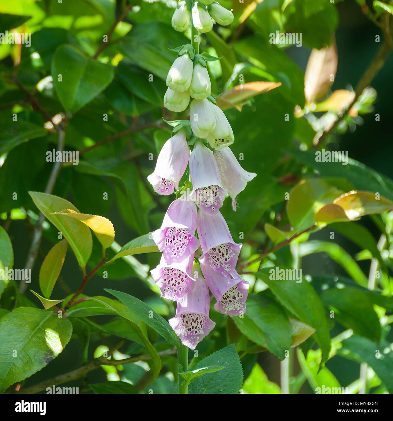 Pink and Cream Foxglove Flower Spike in Full Bloom in a Garden Border in Alsager Cheshire England United Kingdom UK Stock Photo