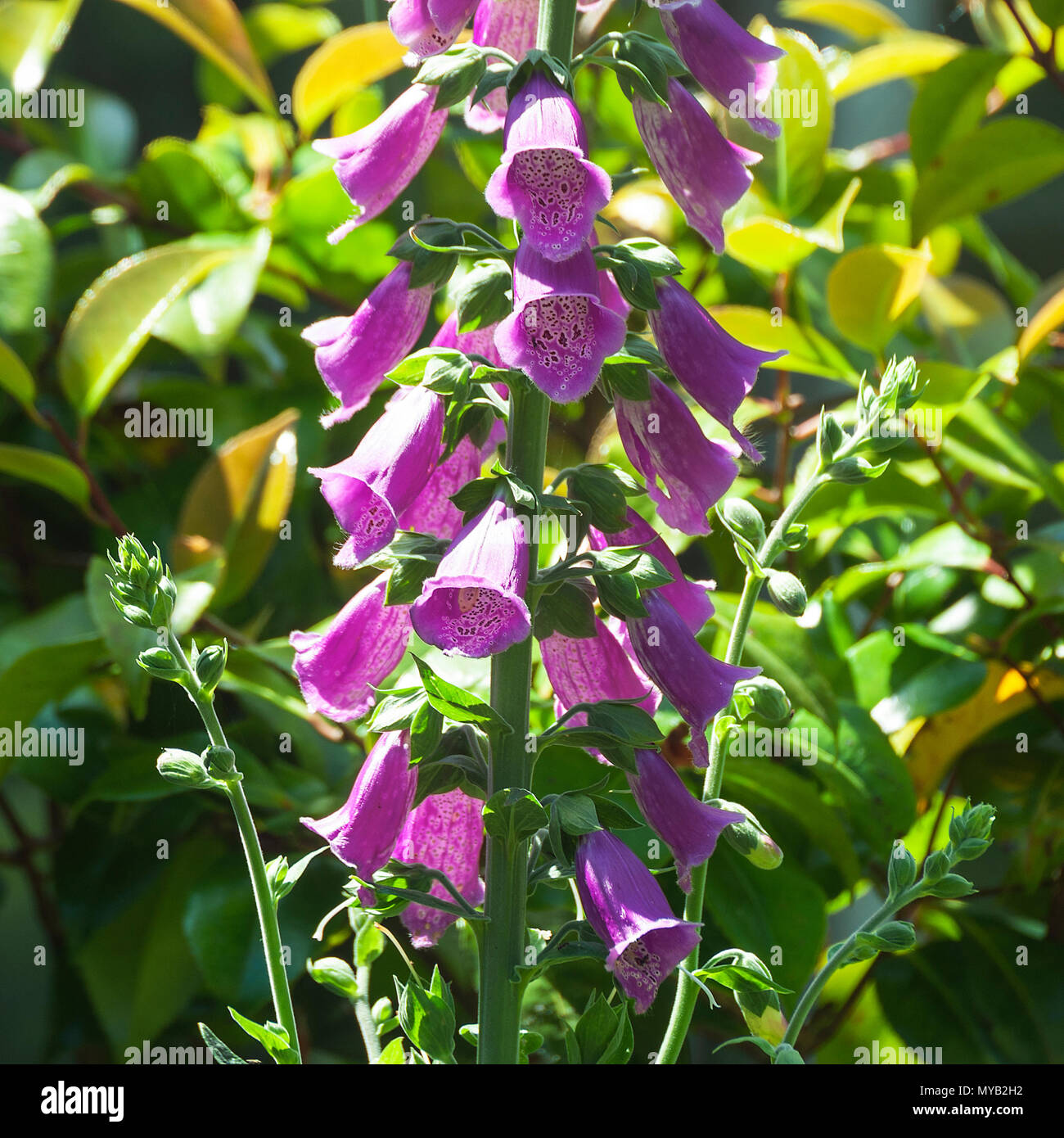Purple Foxglove Flower Spike in Full Bloom in a Garden Border in Alsager Cheshire England United Kingdom UK Stock Photo