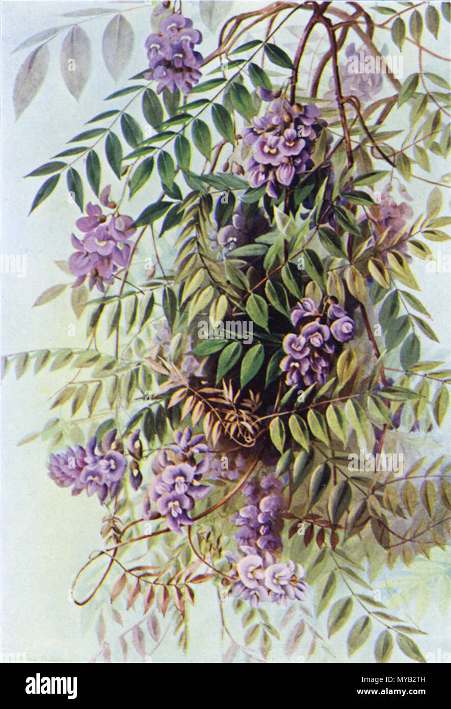 American Wisteria, Wisteria frutescens offset color reproduction or