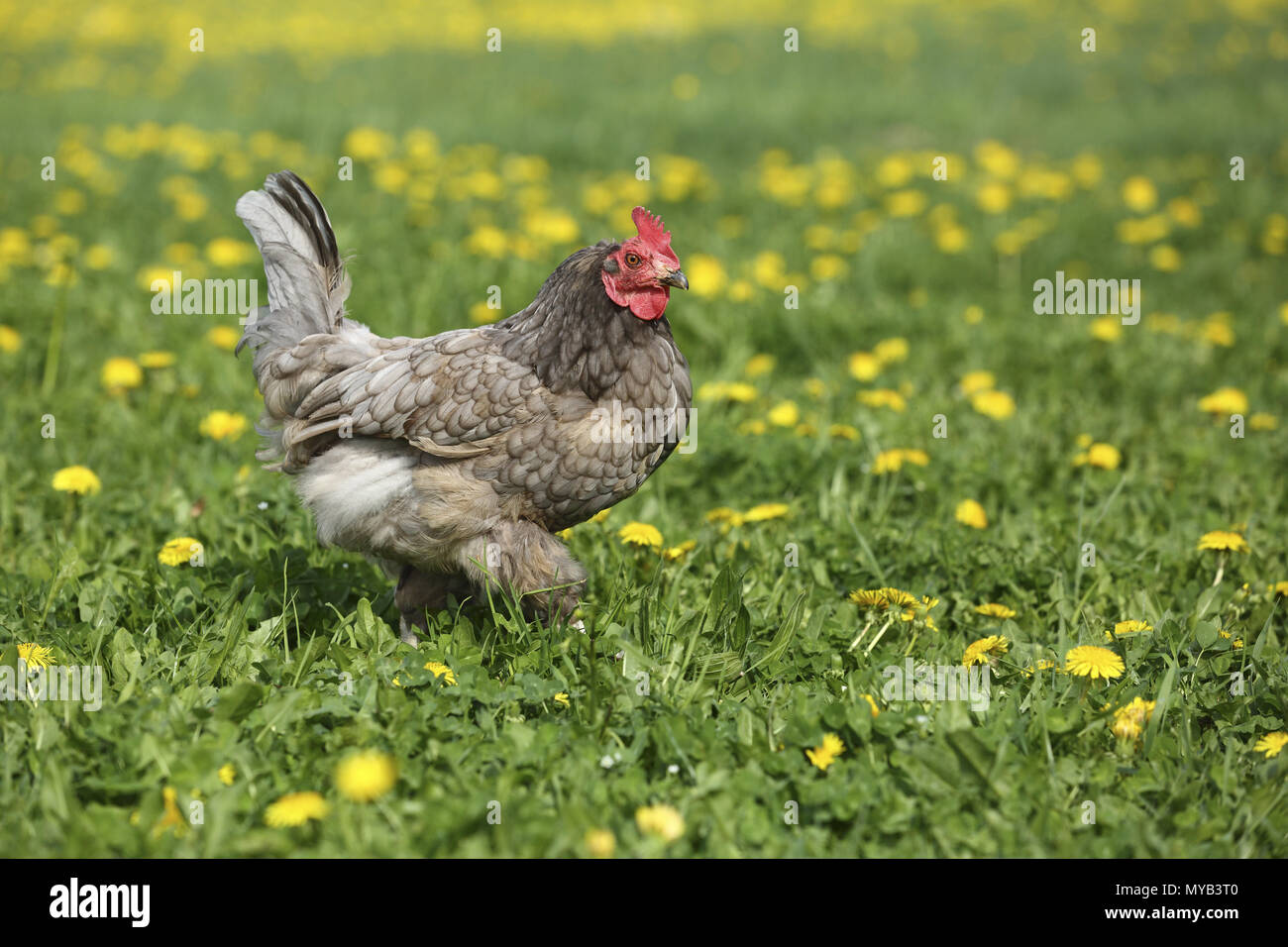 Domestic Chicken, Koenigsberger chicken. Hen in a meadow with Dandelion flowers. Germany Stock Photo