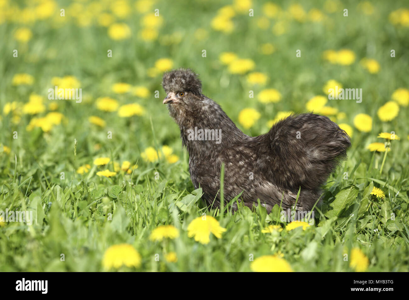 Domestic Chicken, breed: Silkie, Silky. Hen in a meadow with Dandelion flowers. Germany Stock Photo
