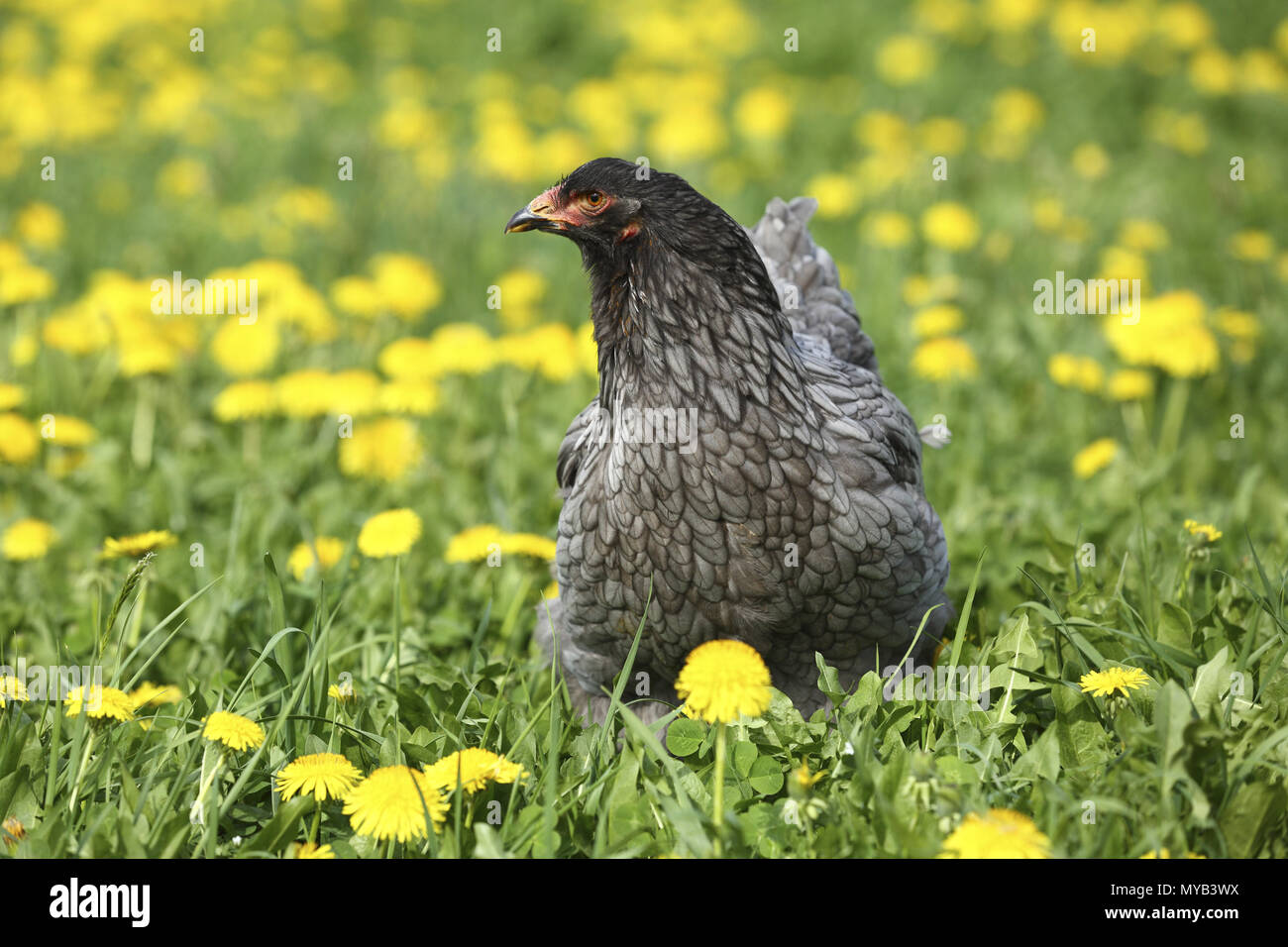 Domestic Chicken, breed: Partridge Brahma. Hen in a meadow with Dandelion flowers. Germany Stock Photo