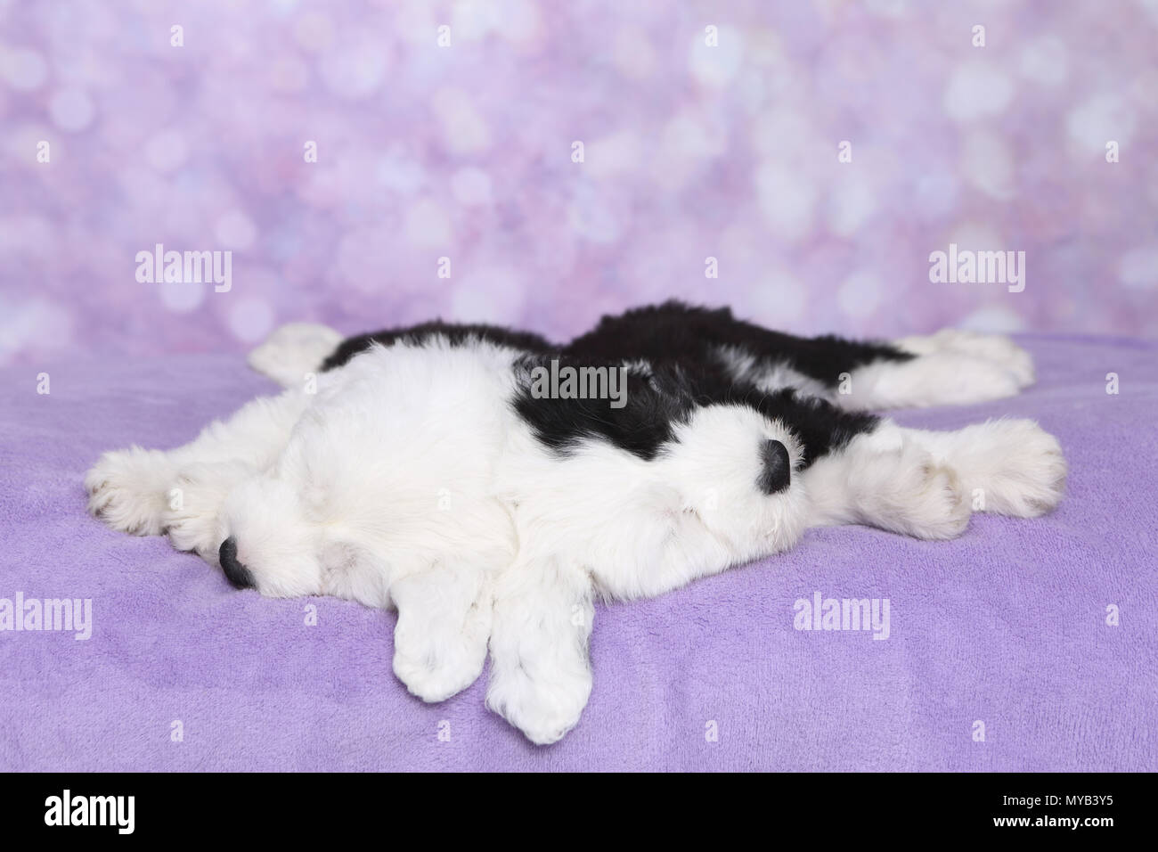 Old English Sheepdog. Two puppies sleeping on a purple blanket. Studio picture against a purple background. Germany Stock Photo