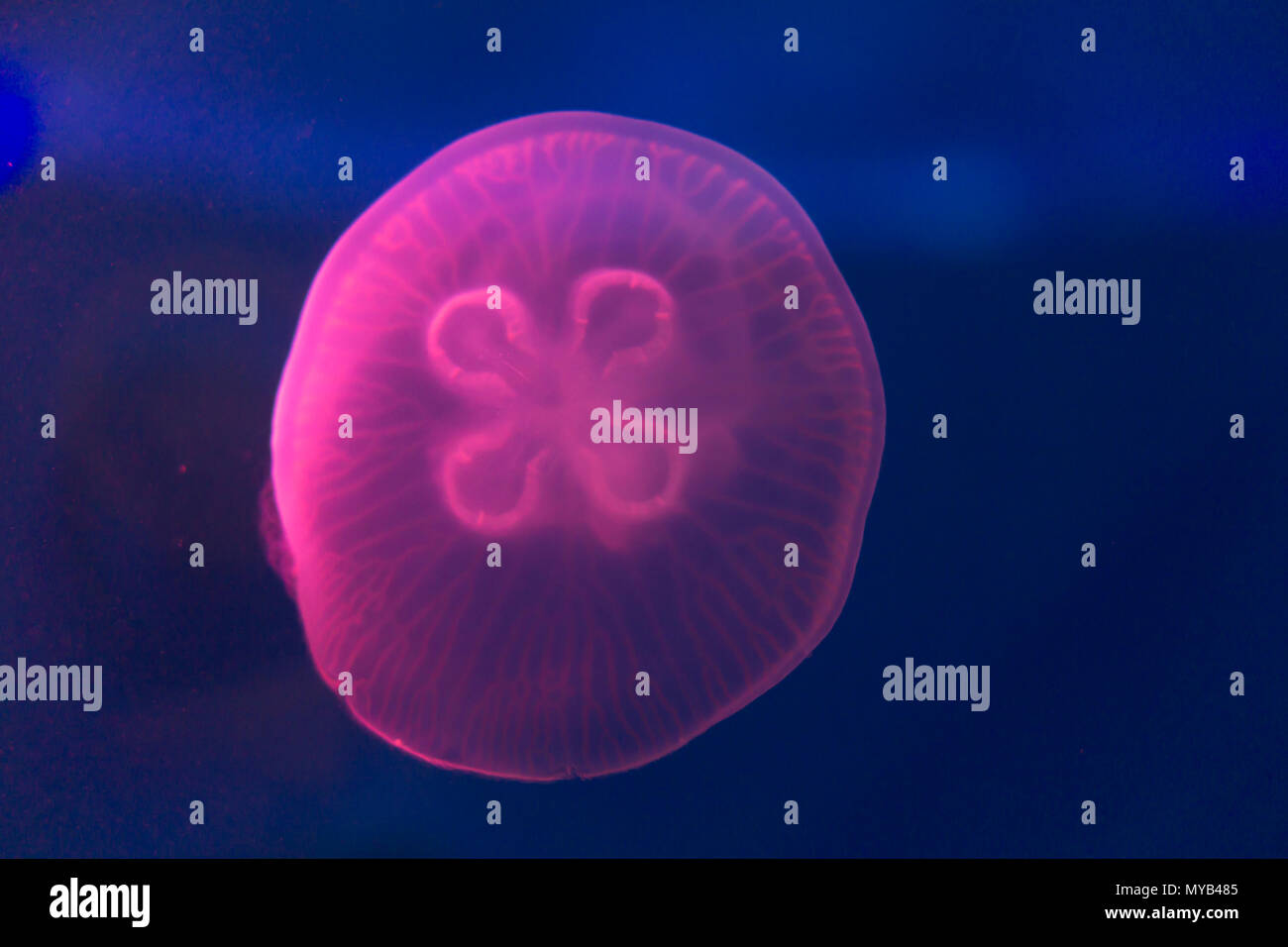 Dangerous Jellyfish High Resolution Stock Photography and Images - Alamy