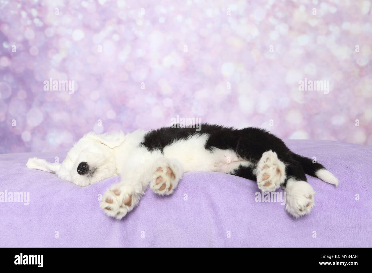 Purple Puppy Stock Photos Purple Puppy Stock Images Alamy