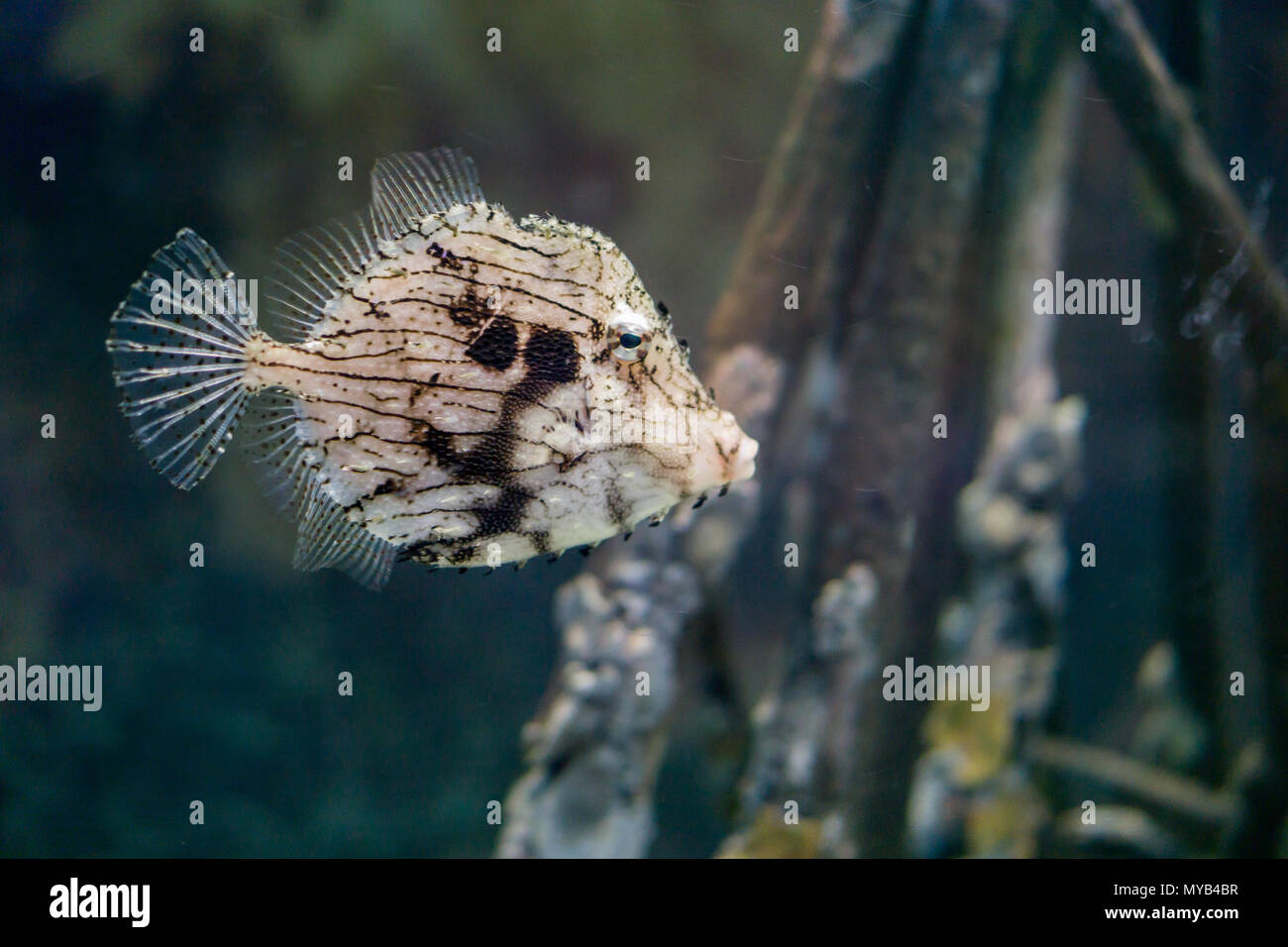 This Spotted Trunkfish under the sea look boring Stock Photo