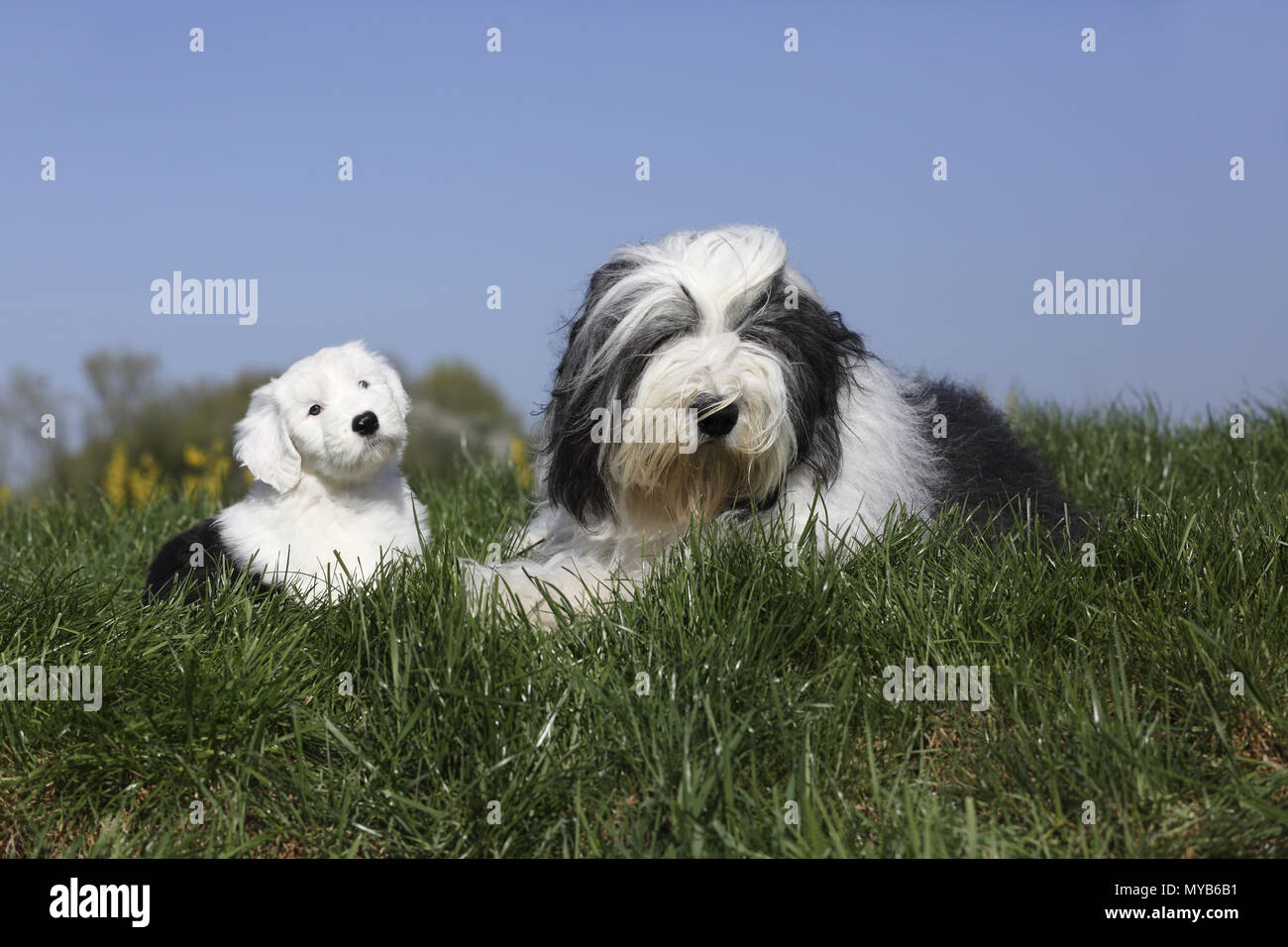 Old English Sheepdog. She-dog and puppy sitting and lying on a meadow. Germany Stock Photo