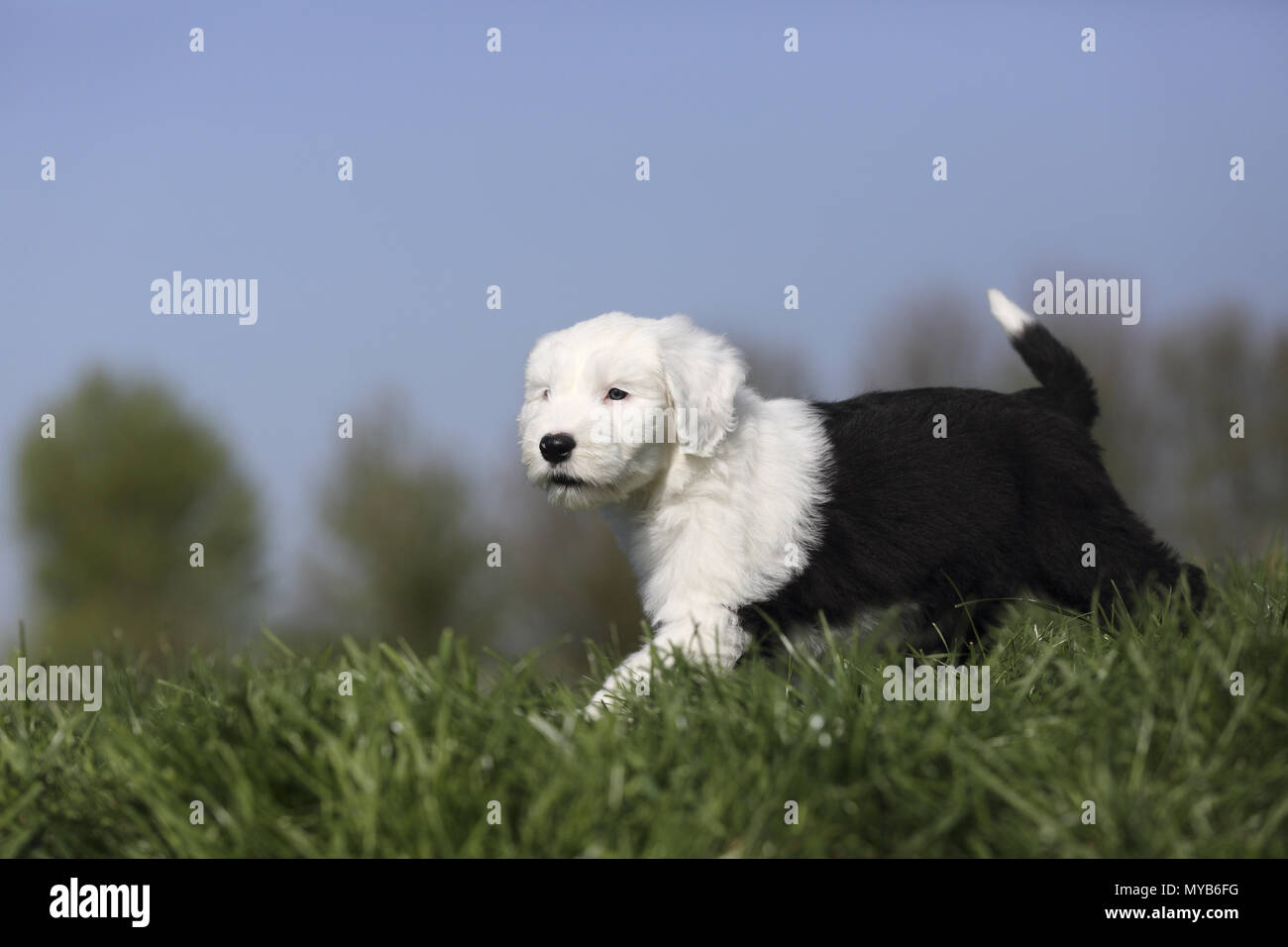 Old English Sheepdog. Puppy walking on a meadow. Germany Stock Photo