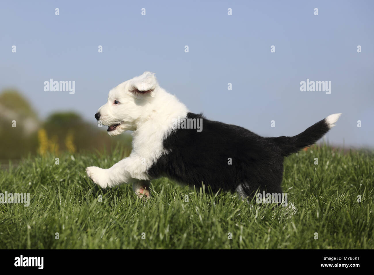 Old English Sheepdog. Puppy running on a meadow. Germany Stock Photo