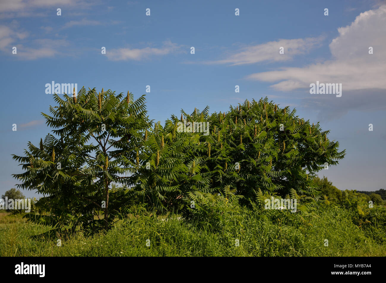 Beautiful day in the nature of north Croatia. Stock Photo
