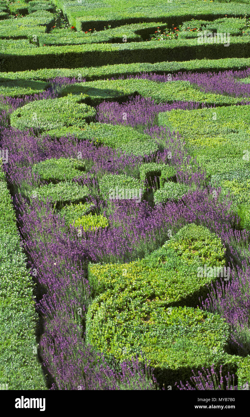 Château de Villandry, Music Garden detail with lavender, parterre design, Centre, France Stock Photo