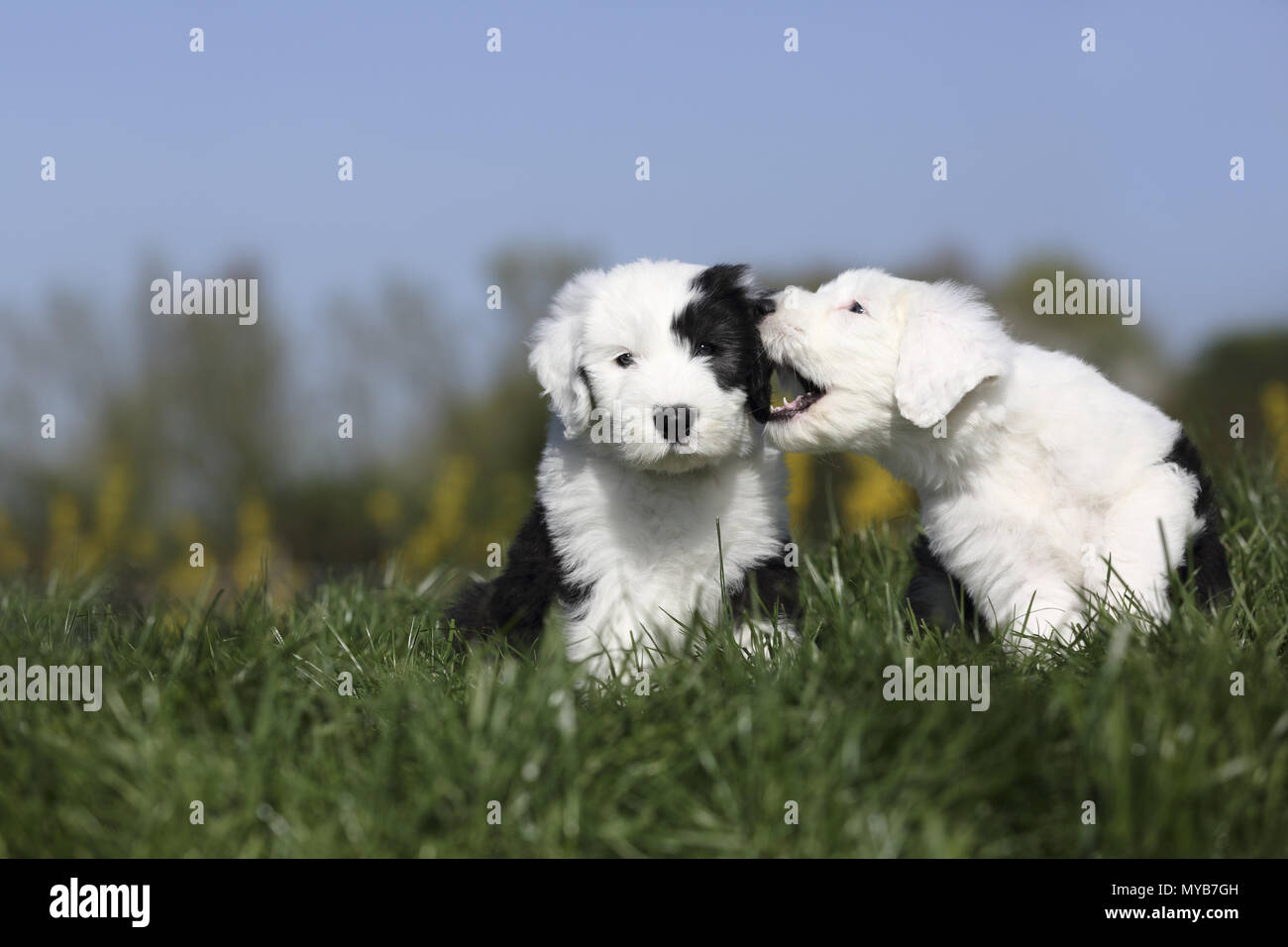 Old English Sheepdog. Two puppies playing on a meadow. Germany Stock Photo