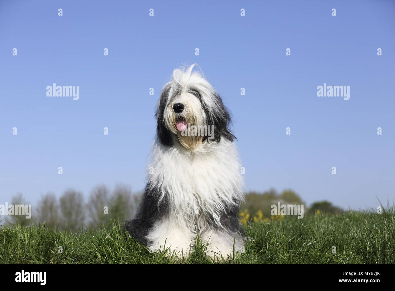 Old English Sheepdog. Adult she-dog sitting on a meadow. Germany Stock Photo
