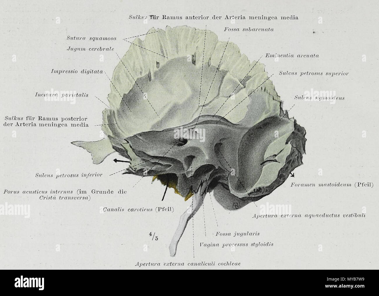 Scientific terminology hi-res stock photography and images - Alamy