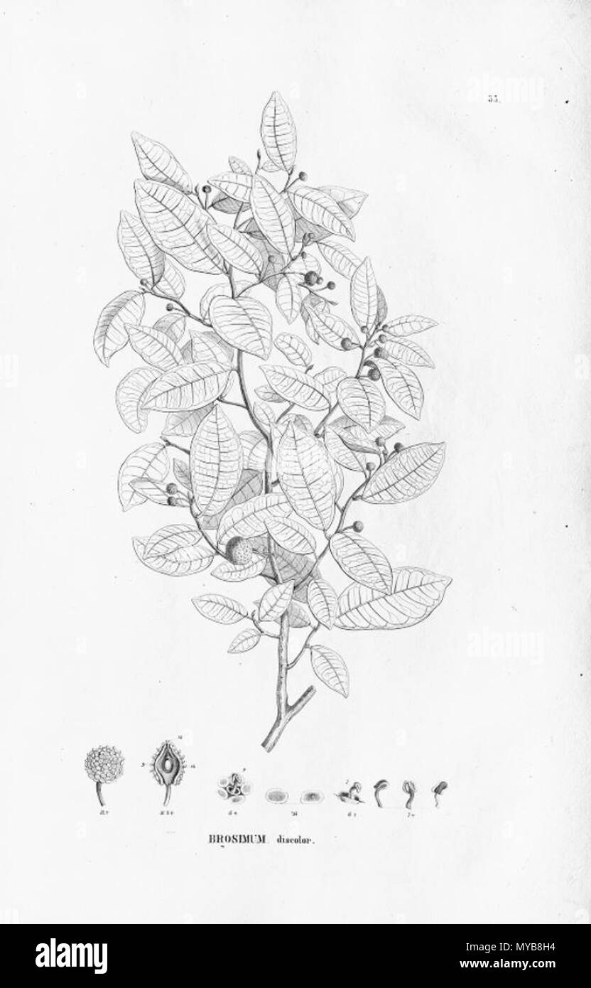 . Illustration of Brosimum guianense (Orig. Brosimum discolor) . between 1852 and 1863. Carl Friedrich Philipp von Martius (1794-1868) 88 Brosimum guianense Stock Photo