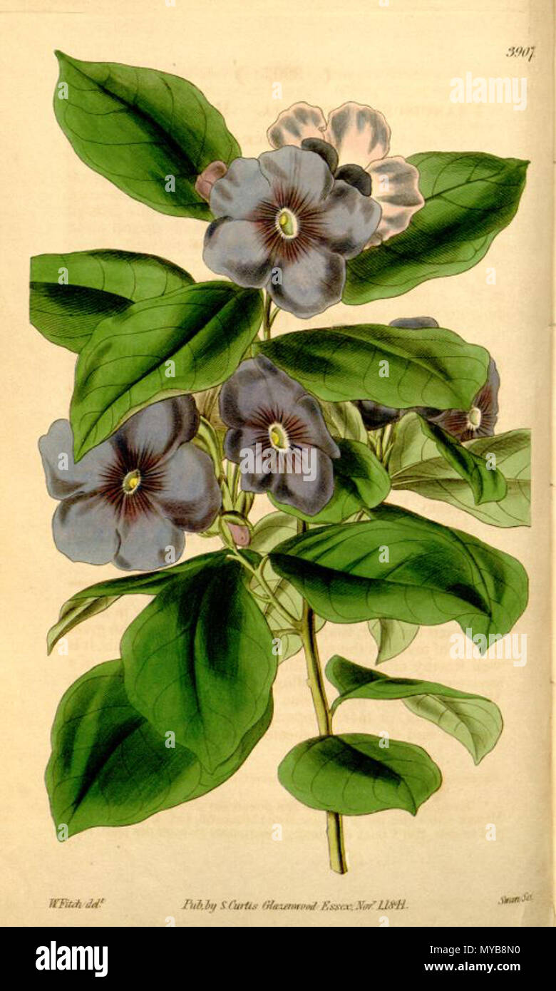 . Illustration of Brunfelsia australis (as Franciscea latifolia, misidentified by Hooker. See [1], page 93) . 1842. William Jackson Hooker (1785-1865) 88 Brunfelsia latifolia Curtis 3907 Stock Photo