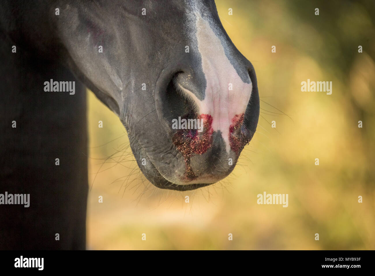 Domestic horse with a nosebleed. Egypt Stock Photo