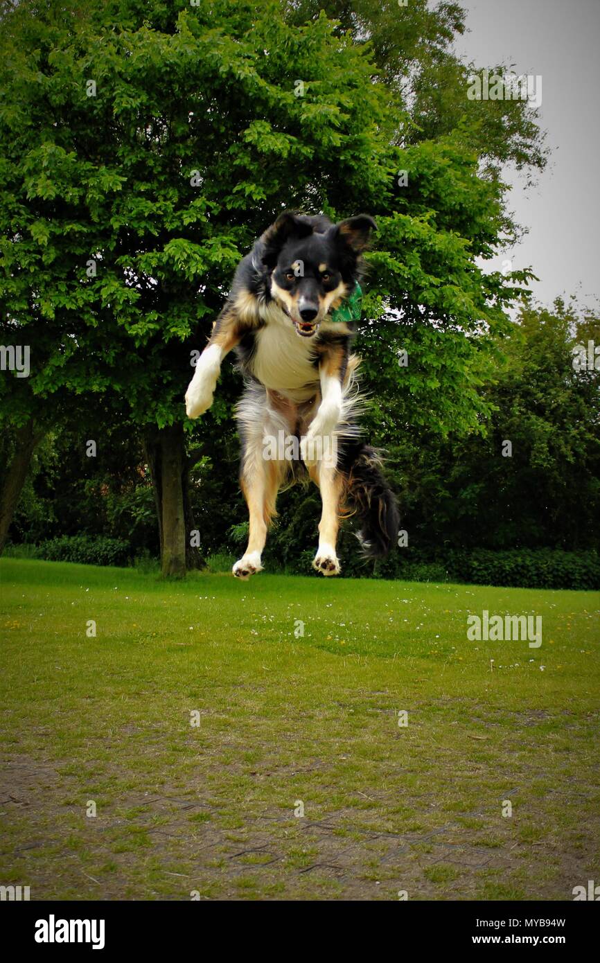 A Collie X dog jumping through the air for his tennis ball. Stock Photo