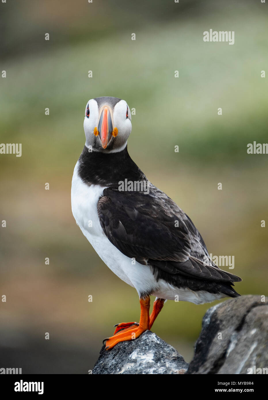 Puffin on Isle of May National Nature Reserve, Firth of Forth, Scotland, UK Stock Photo