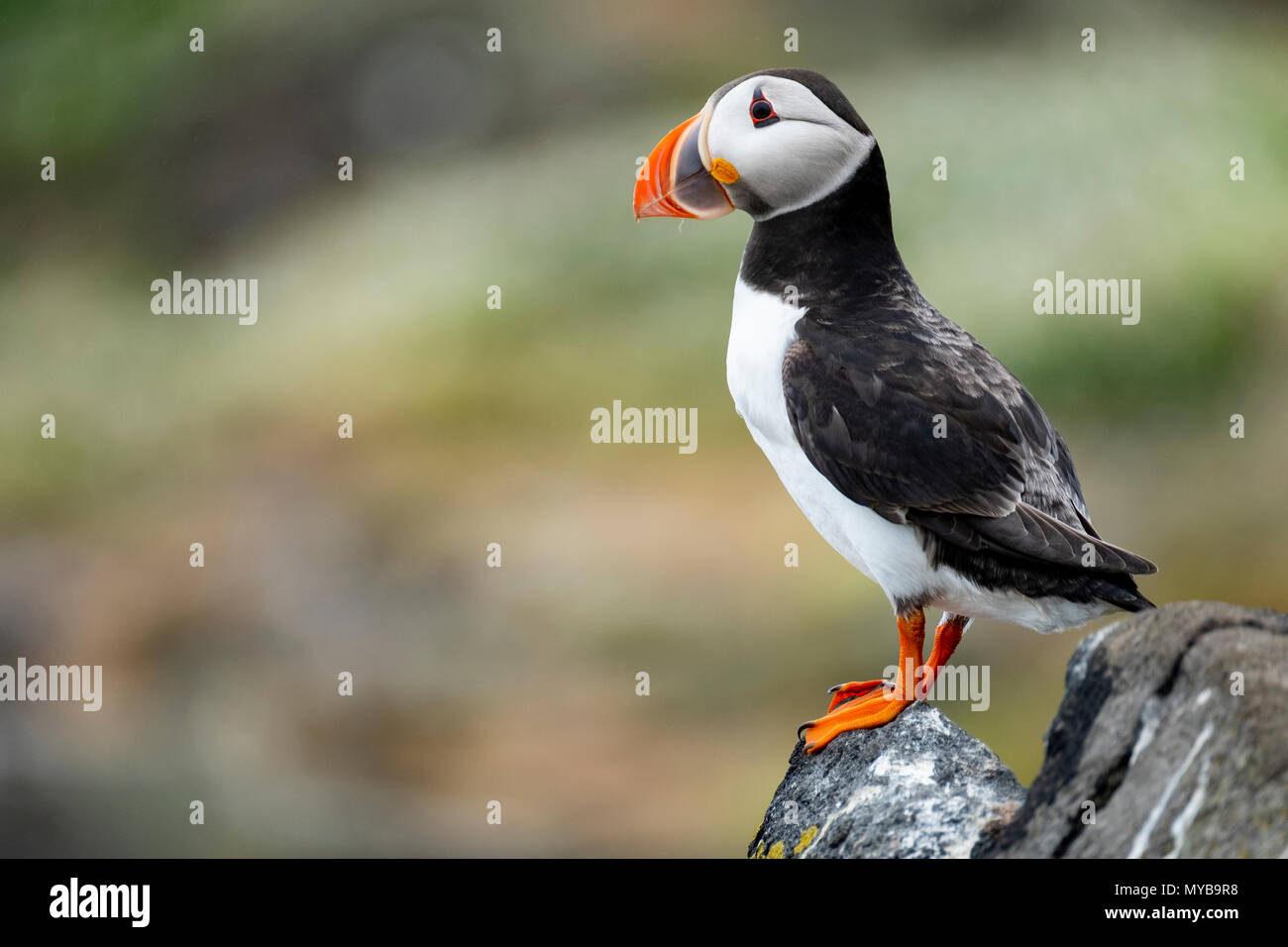 Puffin on Isle of May National Nature Reserve, Firth of Forth, Scotland, UK Stock Photo