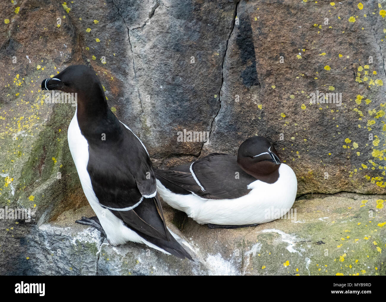 Razorbills on Isle of May National Nature Reserve, Firth of Forth, Scotland, UK Stock Photo