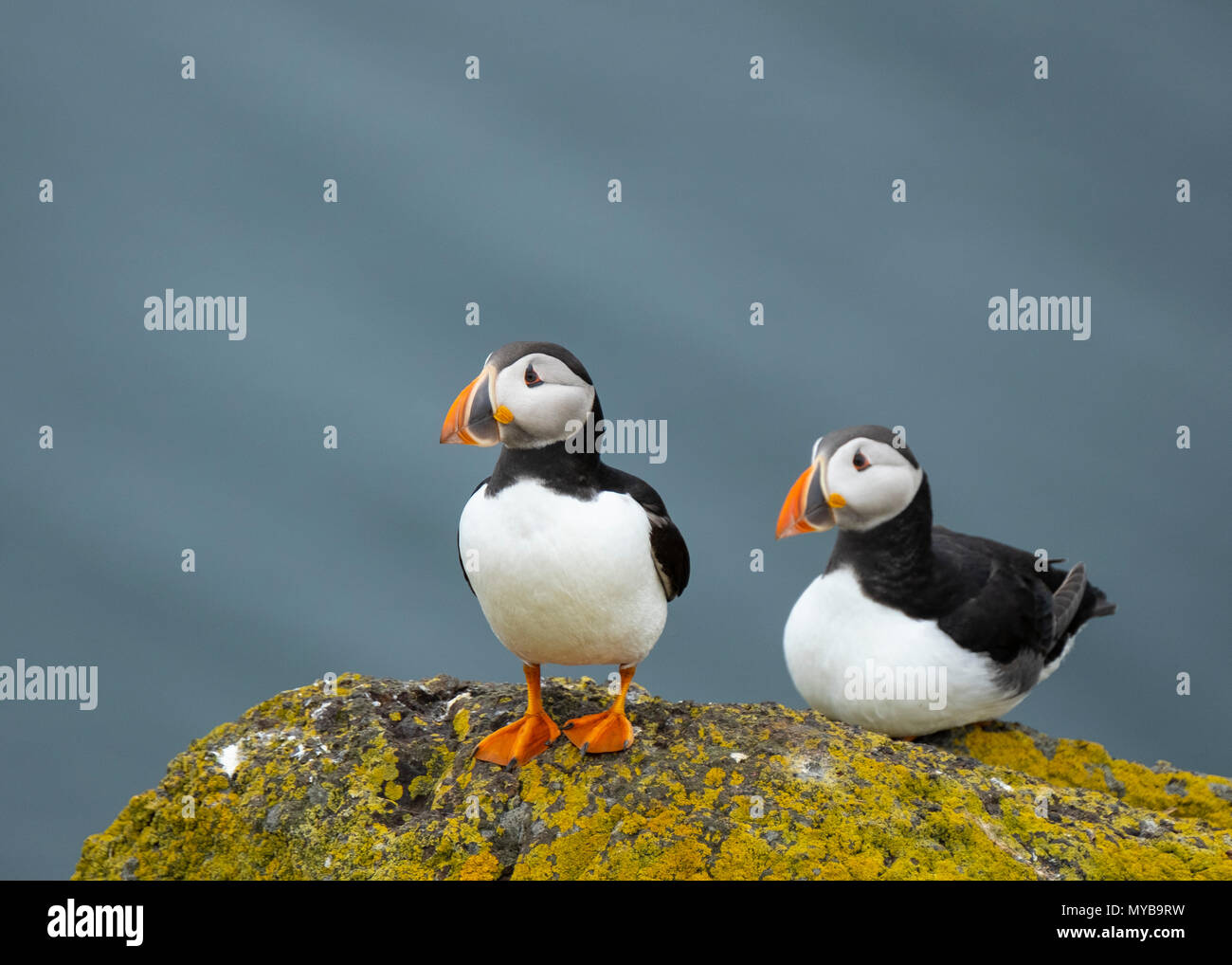 Puffins on Isle of May National Nature Reserve, Firth of Forth, Scotland, UK Stock Photo