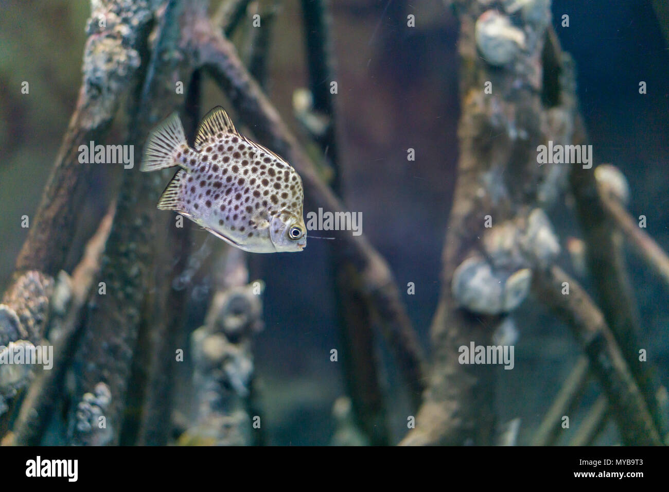 Spot fish is swimming under the sea, it is similar to Trunkfish Stock Photo
